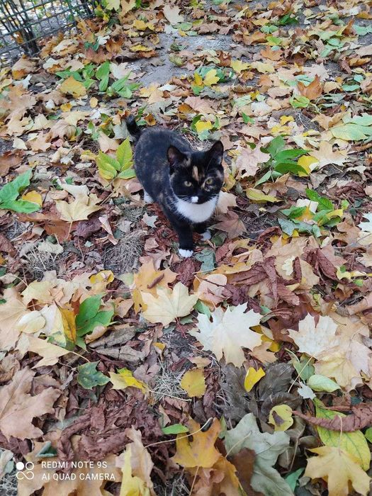 Гарнi котики термiново шукають своїх нових господарiв