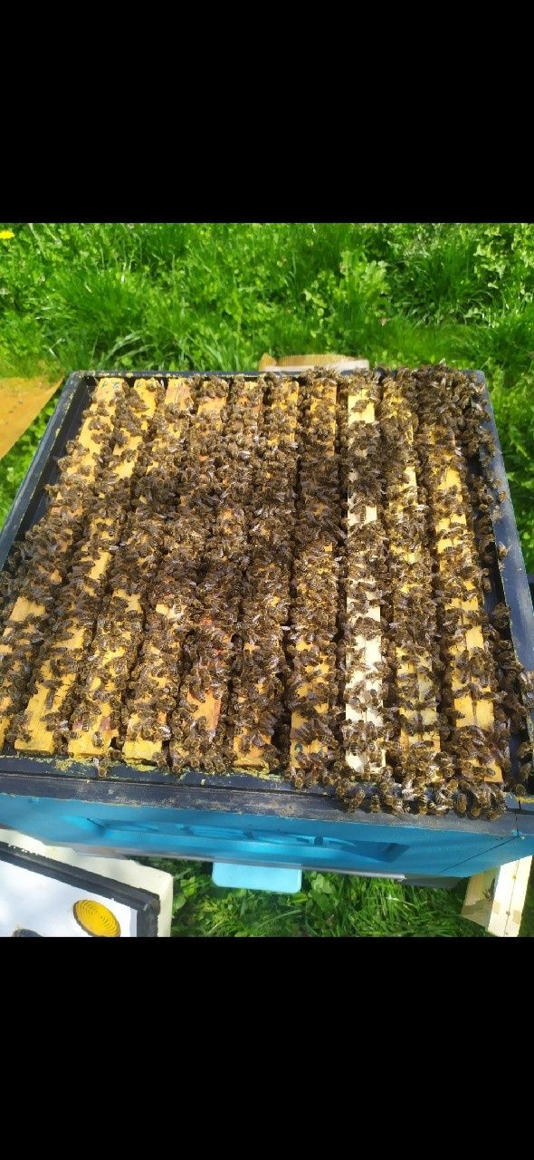 Miód Rzepakowy 2025 1,2KG Naturalny