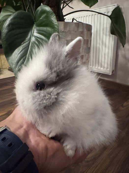 Króliczek Teddy karzełek najmniejszy miniaturka