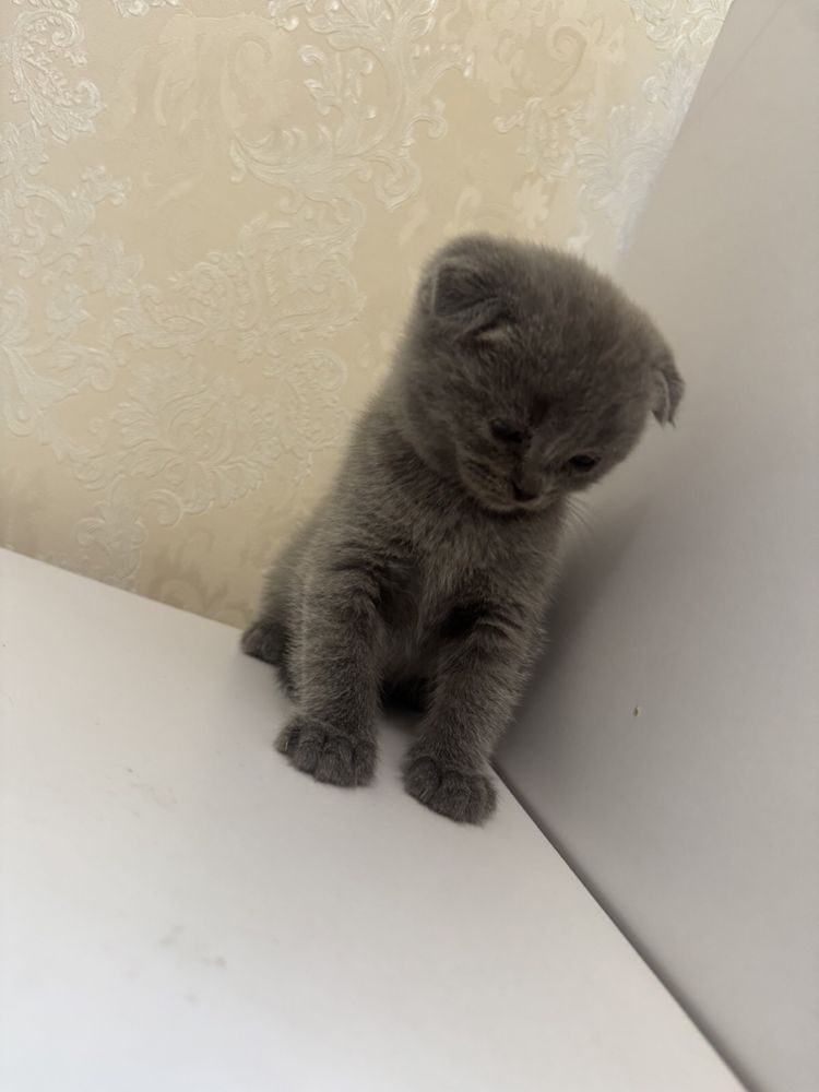 Шотландські кошенята