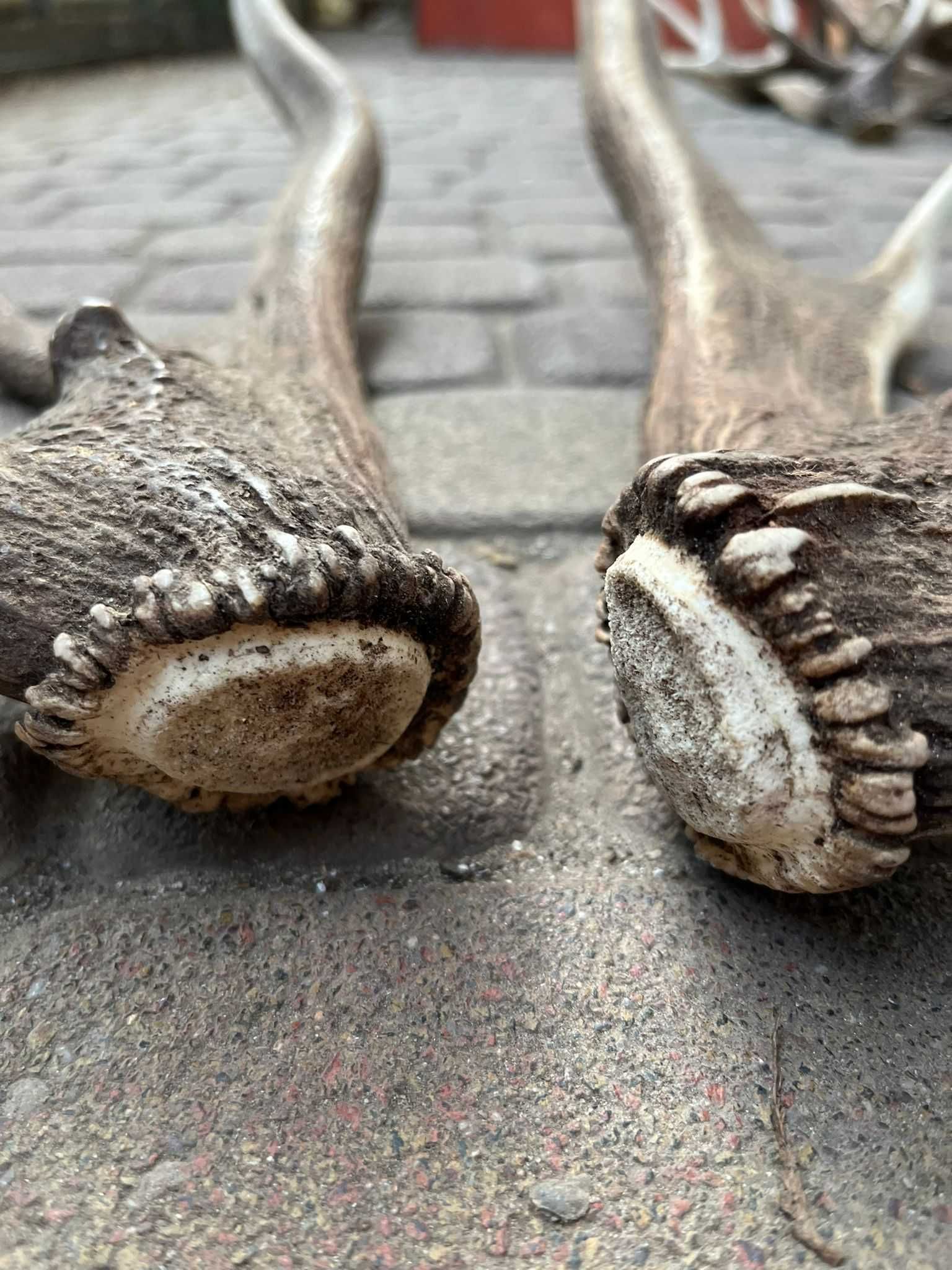 para rzutów jelenia