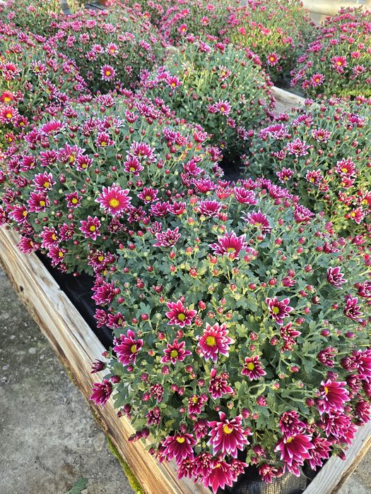 Sprzedam chryzantemy