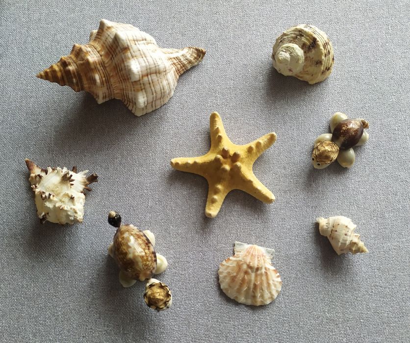 Muszelki (+żółwie)