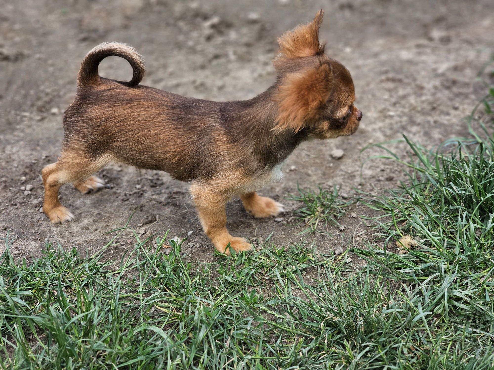 Chihuahua długowłosa piesek xxs sable Zkwp