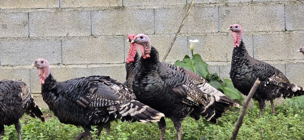 Perus machos caseiros