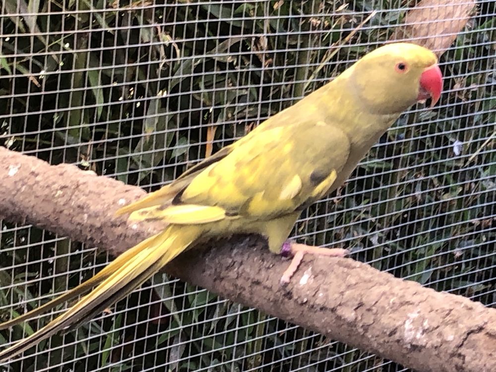 Casais de ring necks