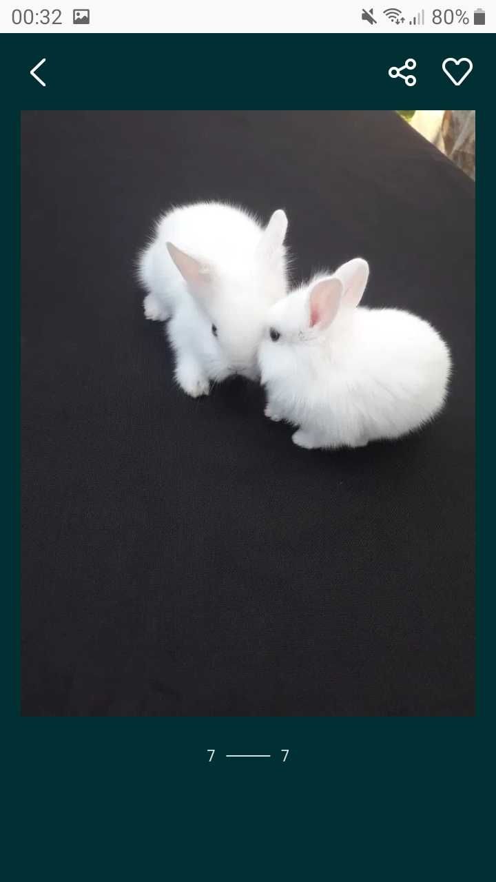 Декоративні кролики, карликові кролики