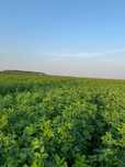 Sianokiszonka i sianokiszonka z Lucerny