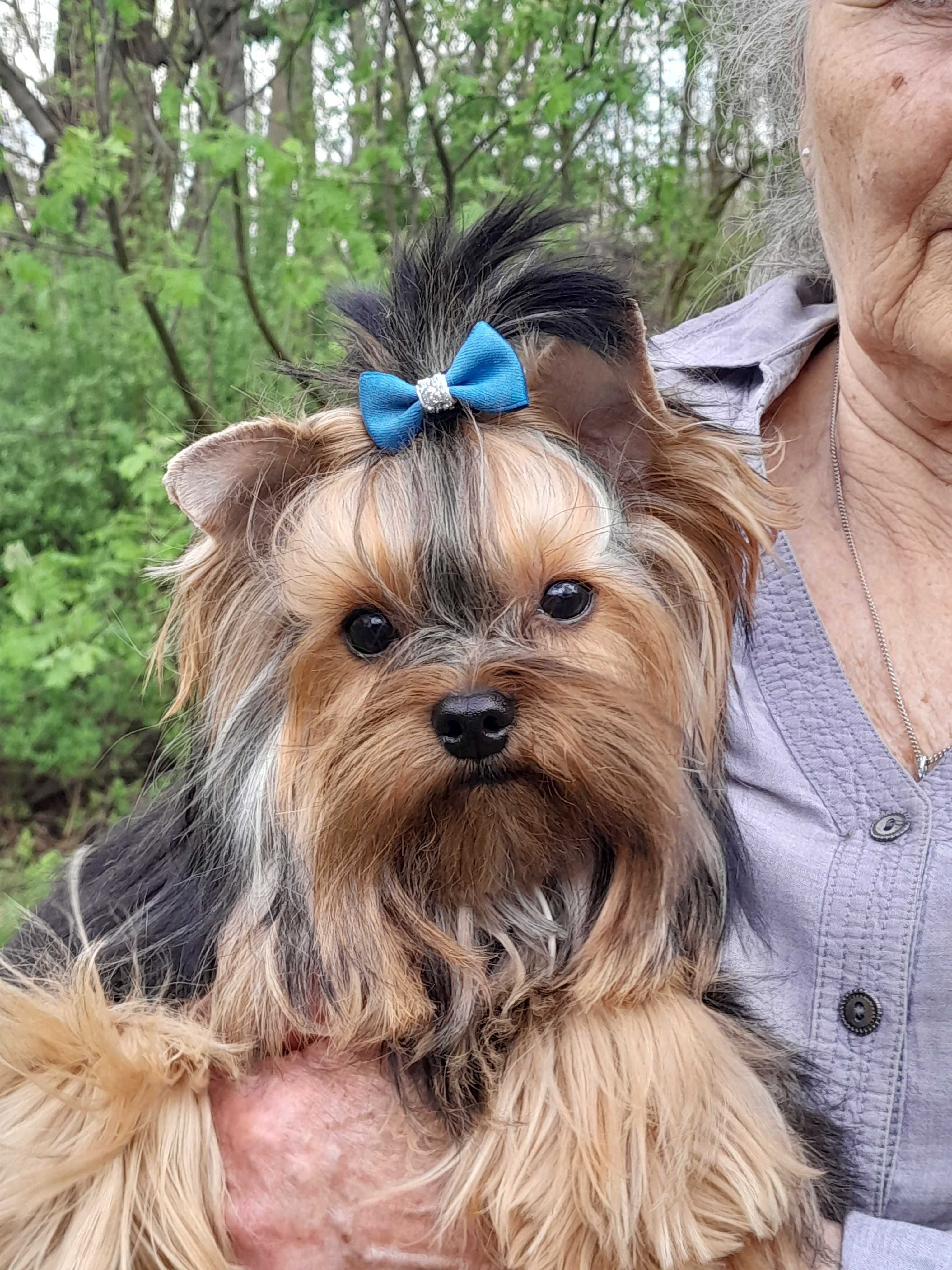 Yorkshire terrier piesek Groszek