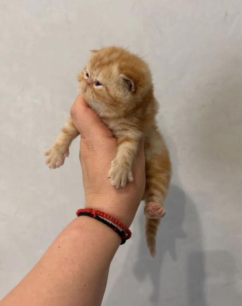 Очаровательные рыжие экзотические котята с документами! Котёнок!