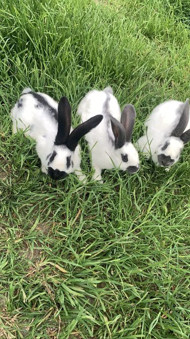 Кролі Німецький Строкатий Велетень та Радянська шиншила