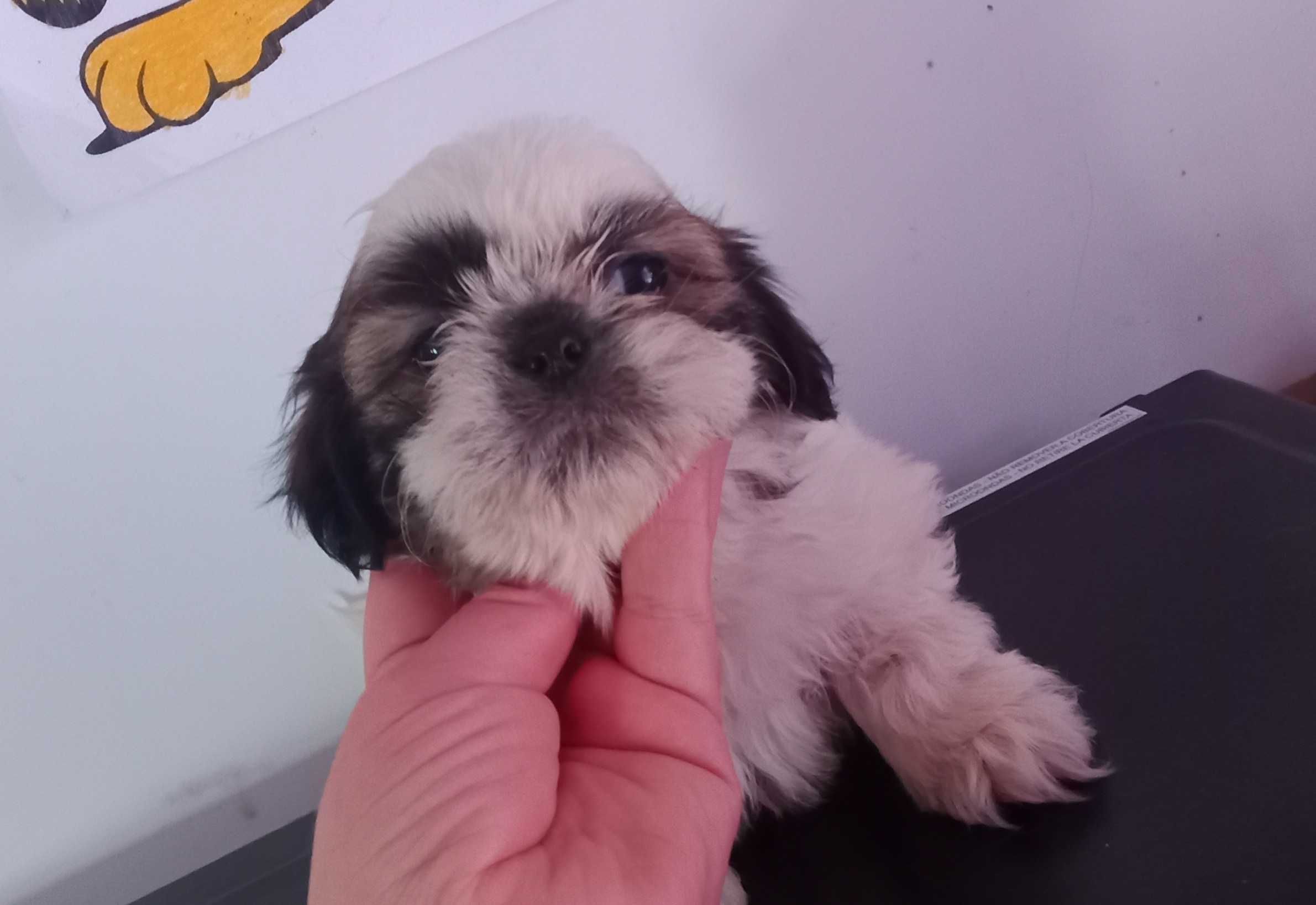 Shih-tzu com LOP porte mini