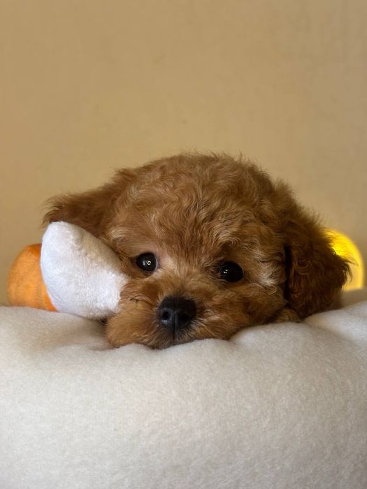 Мальтипу мини мальчик курносик