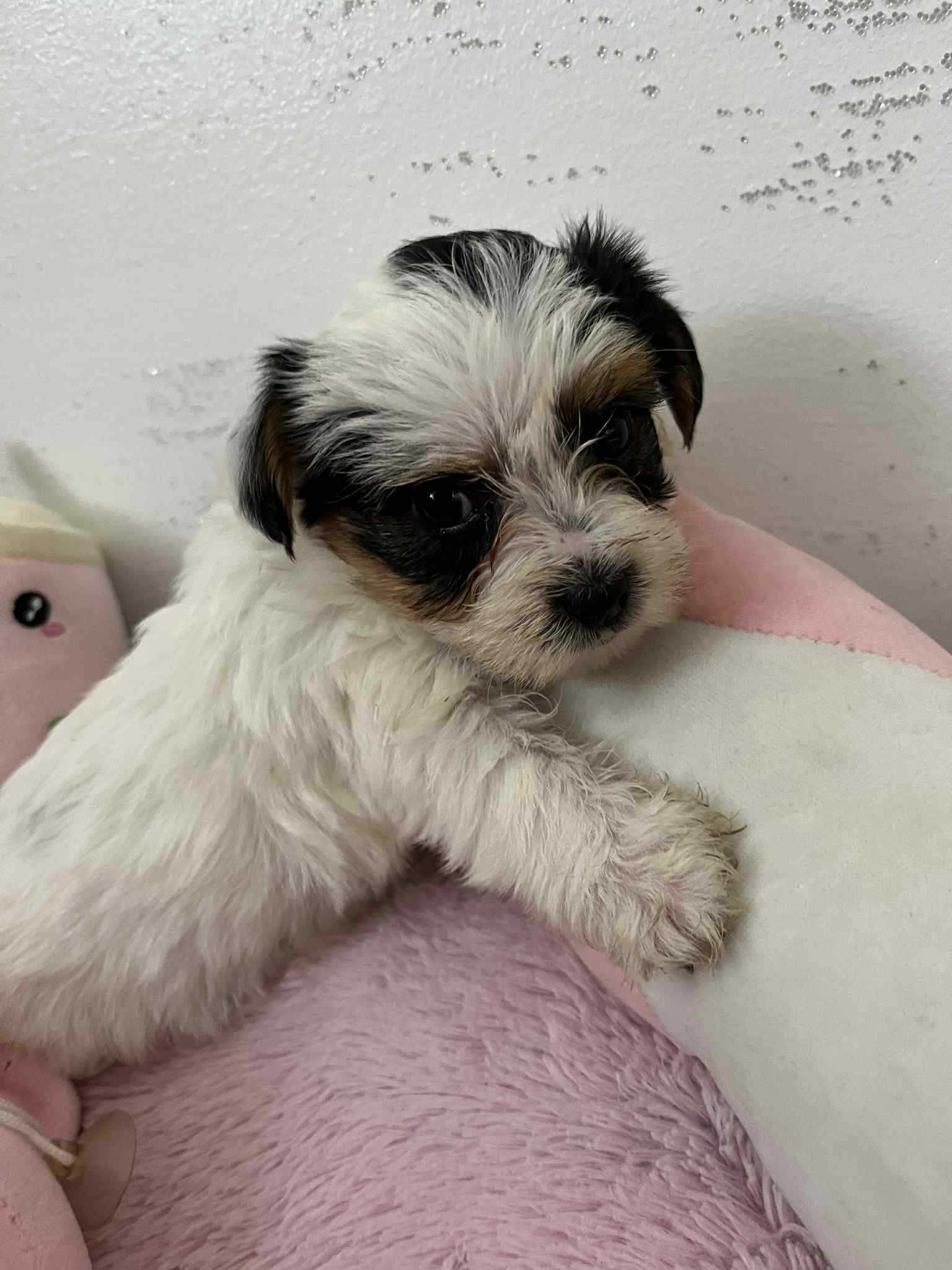 Yorkshire Terrier Biewer