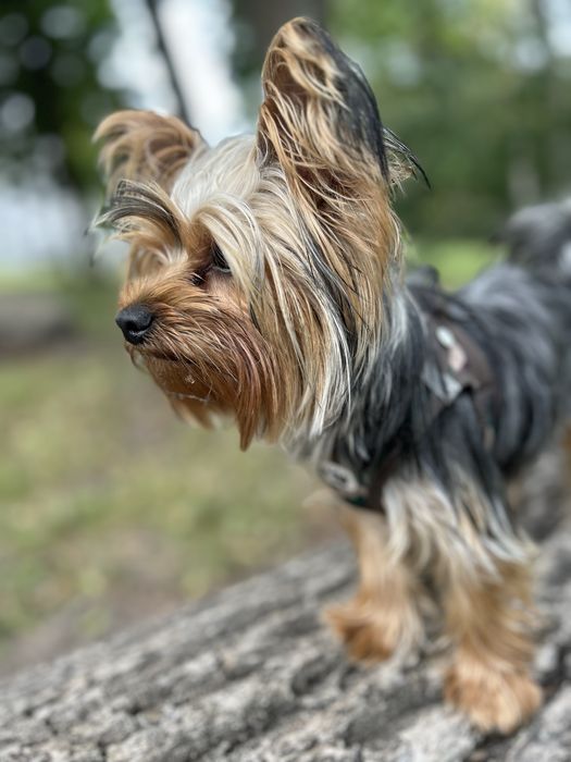 Yorkshire terrier
