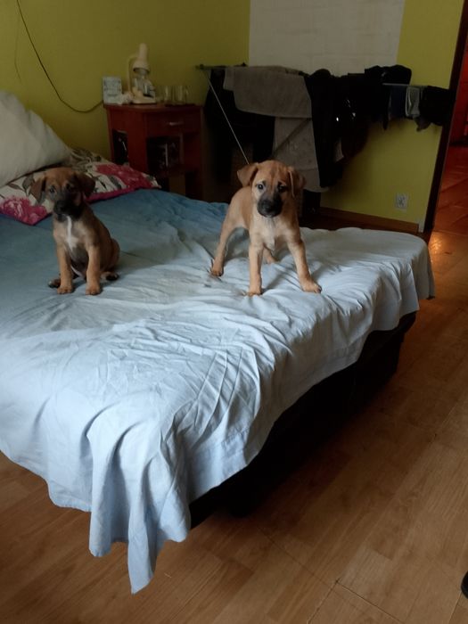 Zwierzęta  za darmo