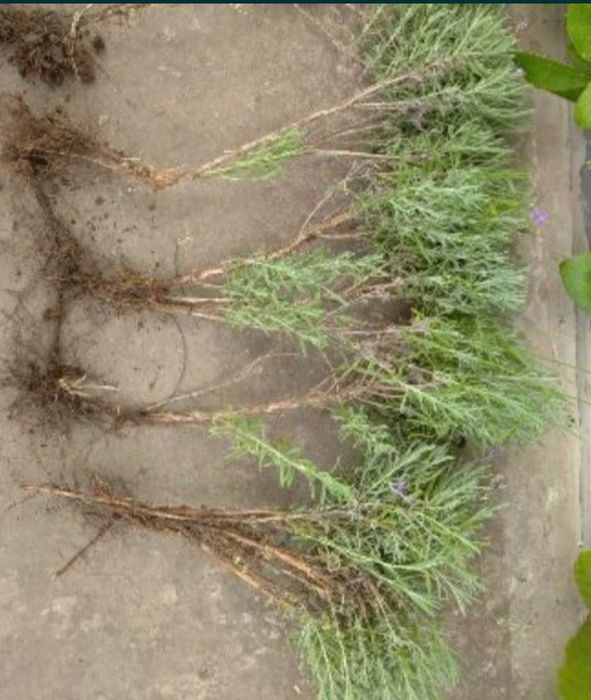 Лаванда 35грн кущик