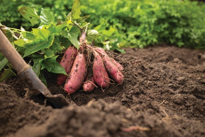 Batata Doce Biológica