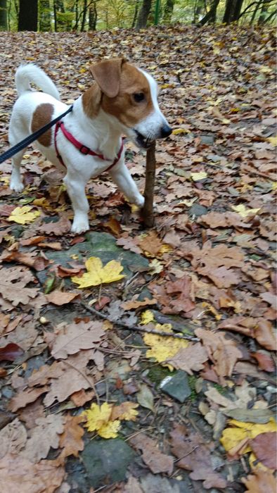 Джек рассел зведу