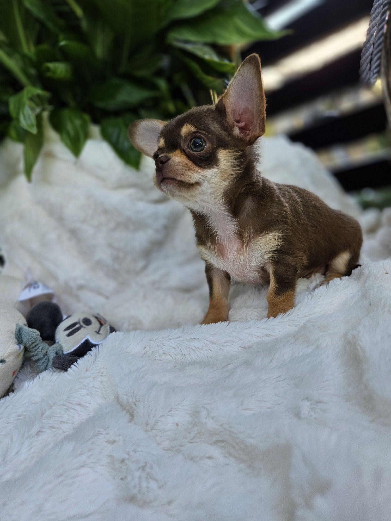 Chihuahua wyjątkowy chłopczyk dla konesera