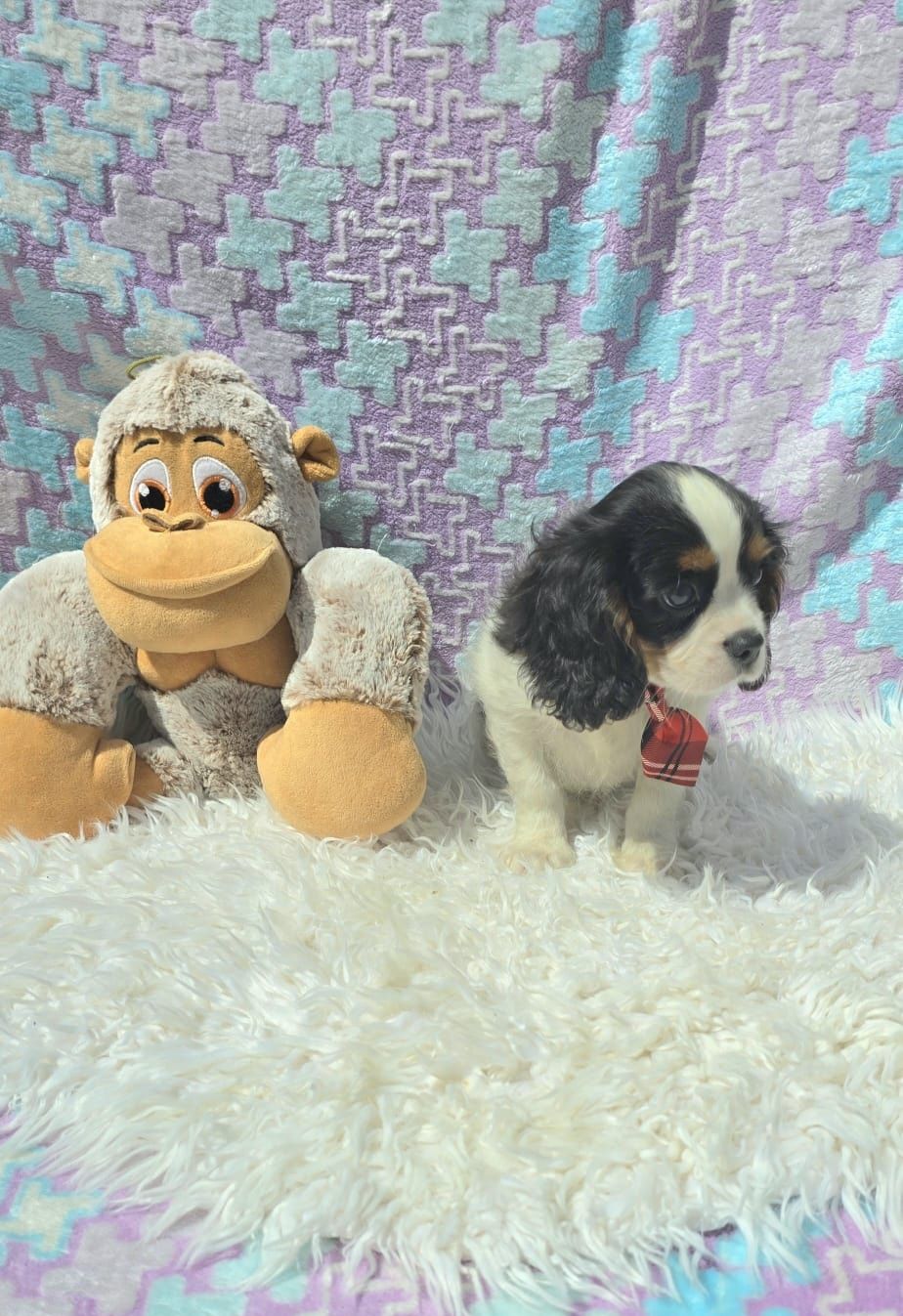 Cavalier King Charles Spaniel Macho