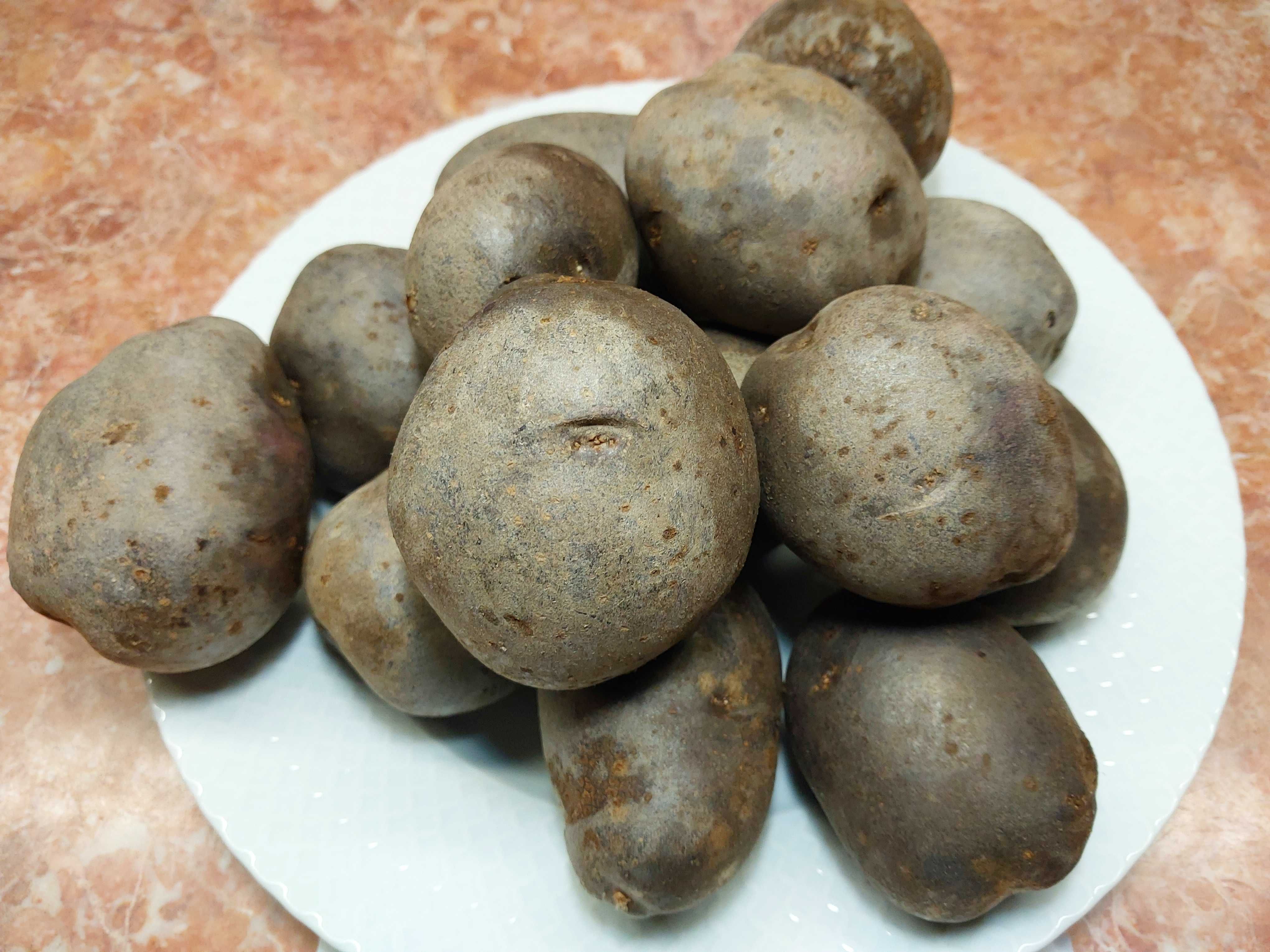 Ziemniaki Fioletowe, PROVITA