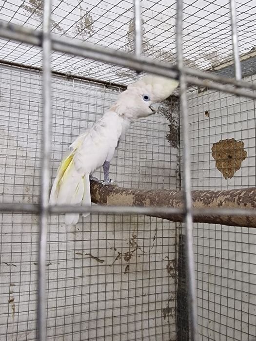 Catatua ducorps ducorps