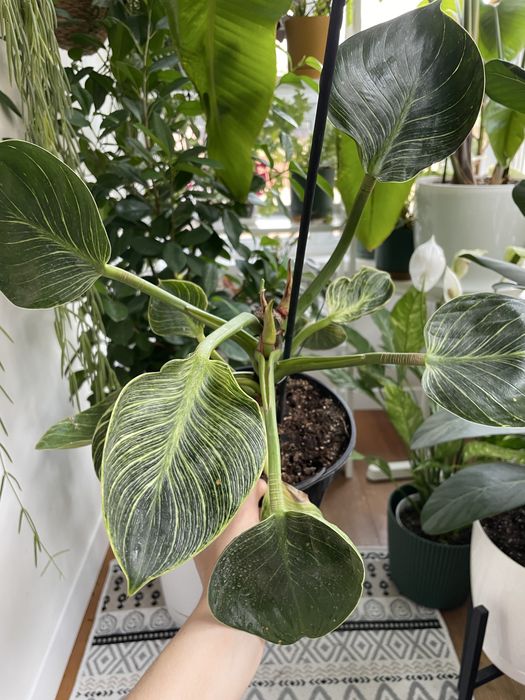 Філодендрон Біркін philodendron birkin