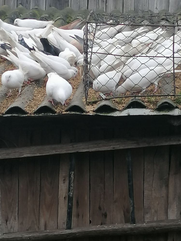 Sprzedam białe Gołębie pocztowe