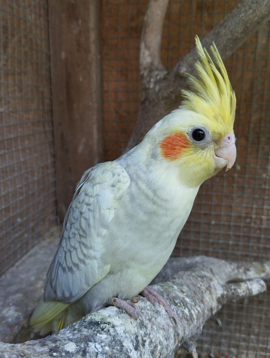 Sprzedam młode nimfy