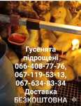 Гуси місячні Датський Легарт Безкоштовна доставка Волинь