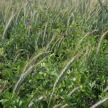 MISTURA FORRAGEIRA ANUAL - BATLLE ANUAL TRITICALE - Sem Tratamento