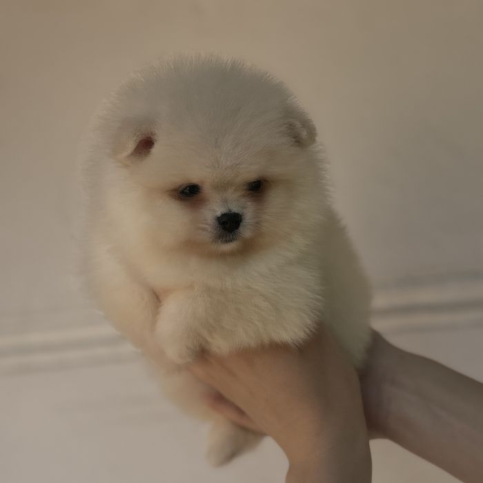 дівчина тип ведмедика шоу классу