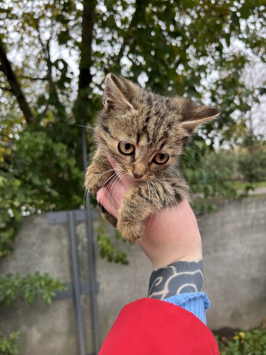 Безкоштовно вітдамо кошенят в добрі руки з подарунком