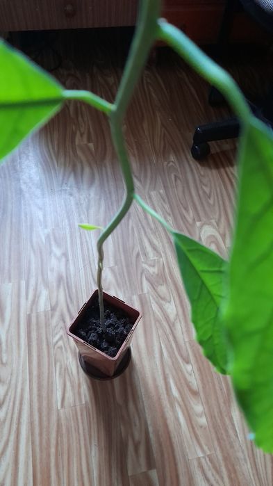 Avocado w doniczce wys-78cm-20zl