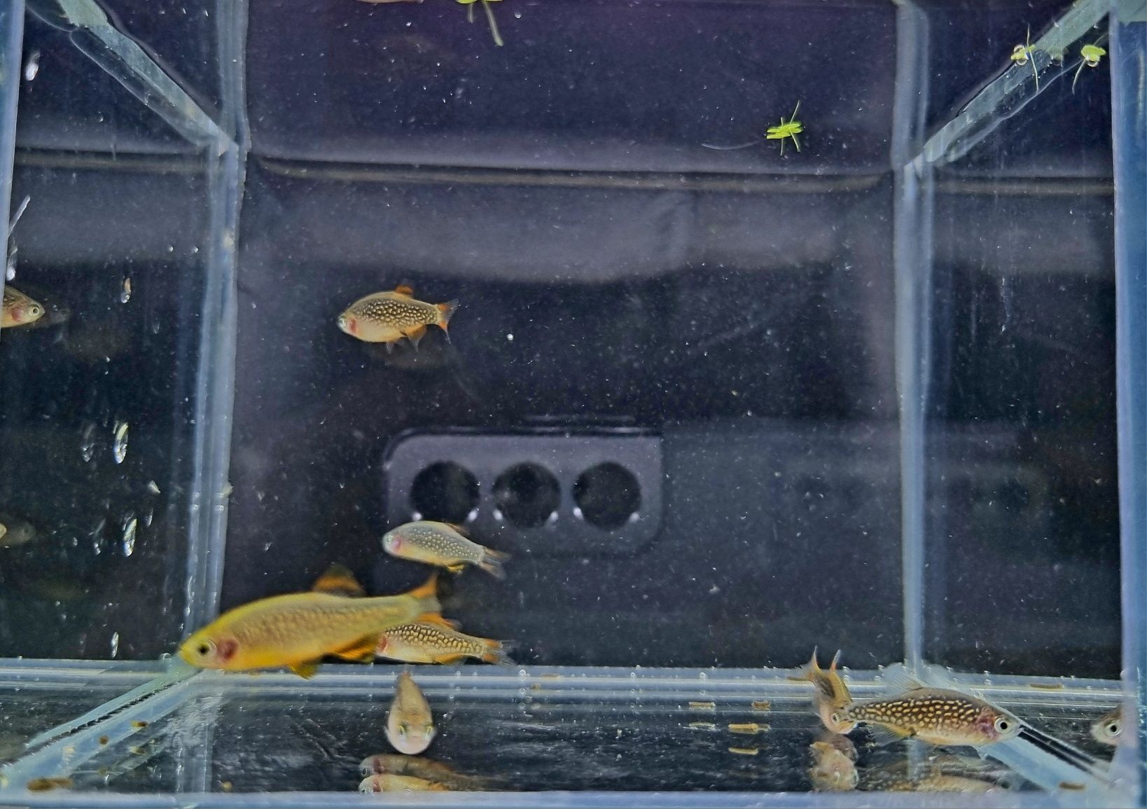 Rozbora Galaxy Danio perłowe ryby do nano akwarii lub krewetkarium