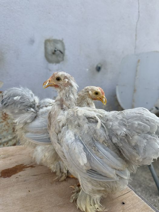 Casais Pekin 2025