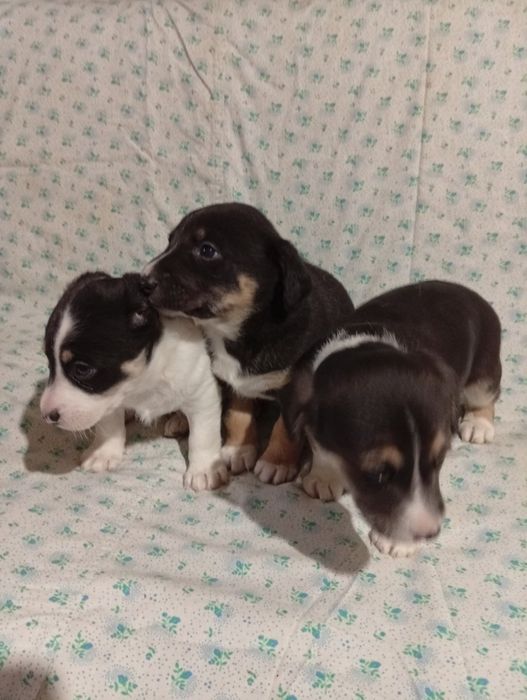 Цуцики Джек Рассел Тер'єр