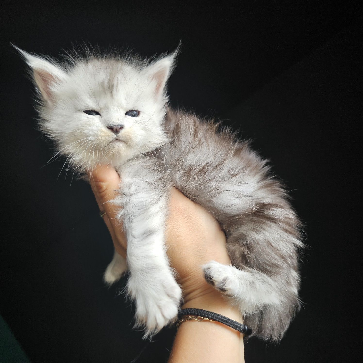 Koteczka  Maine coon rodowód fpl FIFe