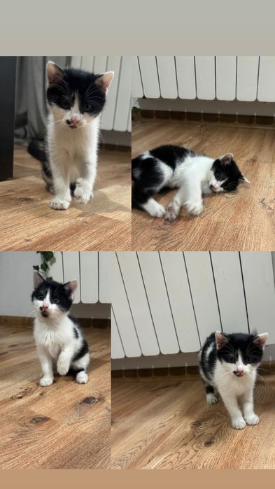 Oddam kotkę w dobre ręce