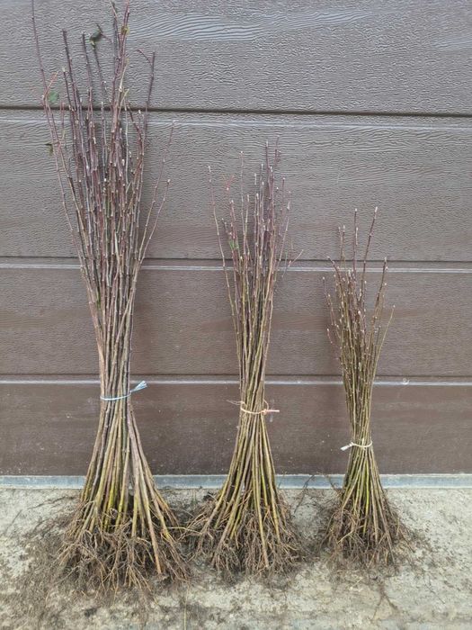 Podkładki pod drzewa owocowe