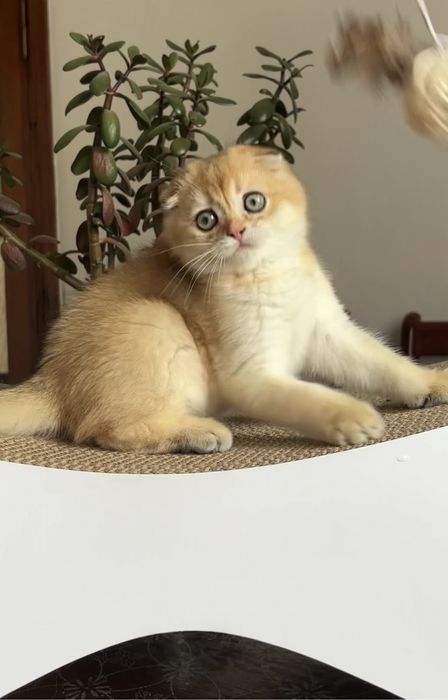 Котята висловушки золото