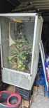 Terarium dla kameleona