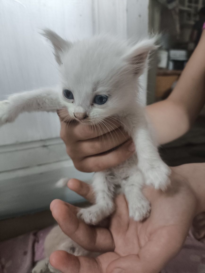 отдам бесплатно котят