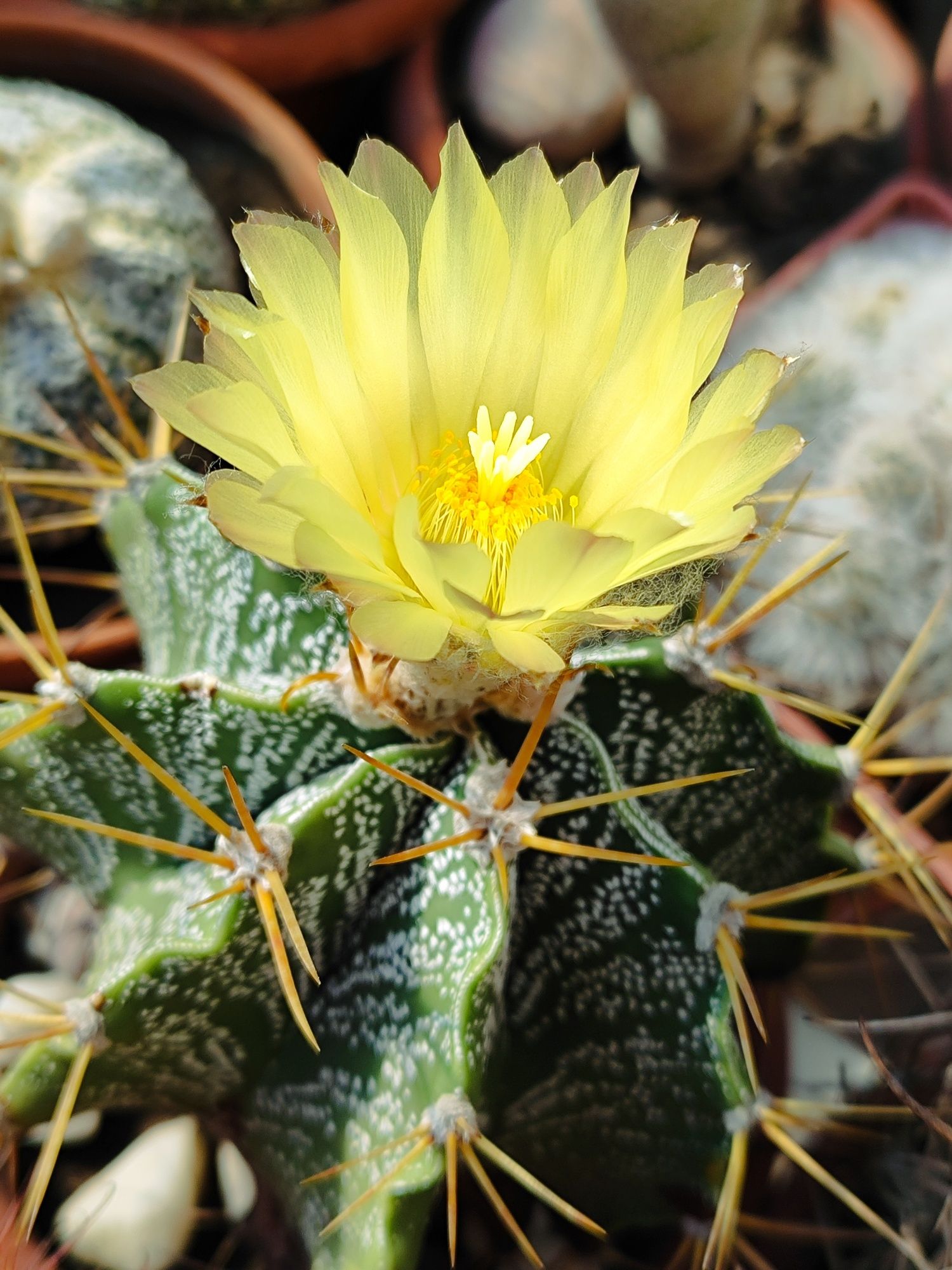 Кактусы и семена Astrophytum, Melocactus, Rebutia.
