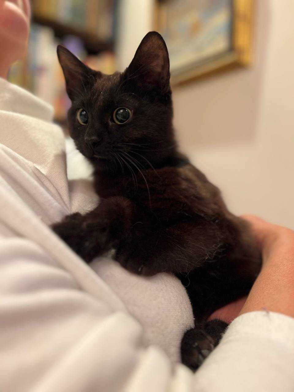 кошеня 6 місяців, котик,кіт лагідний
