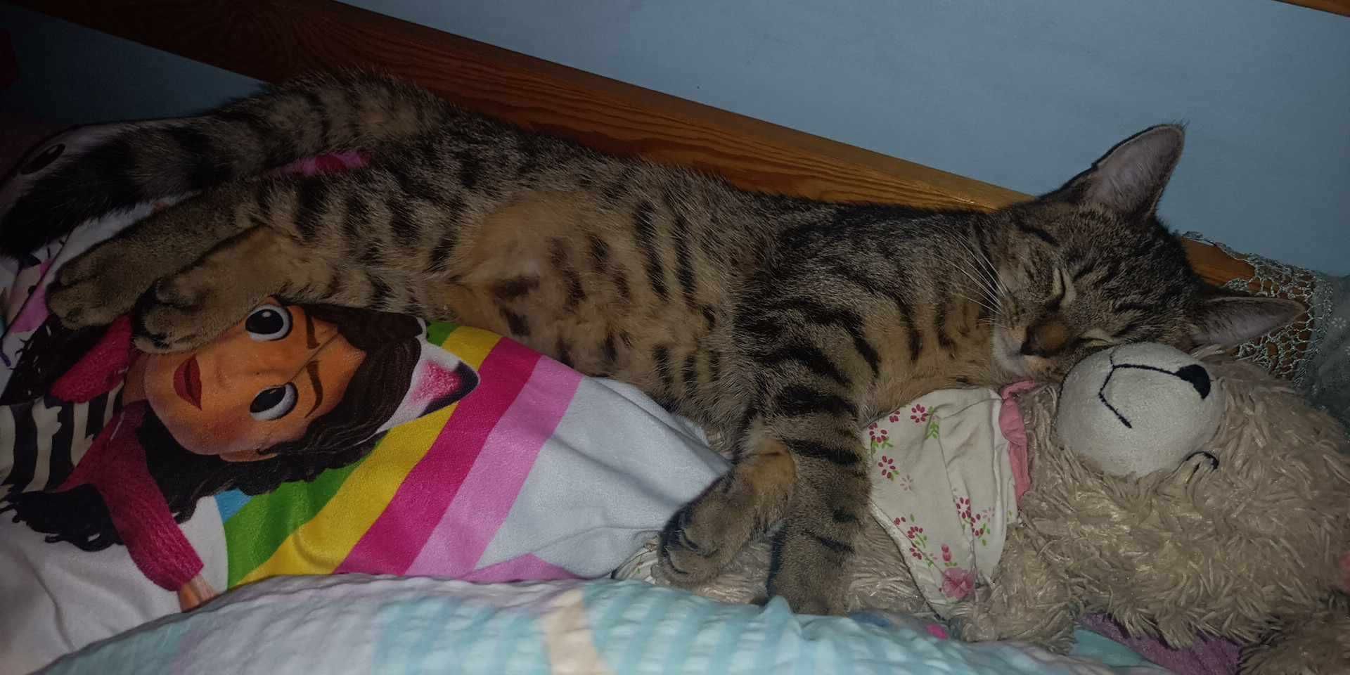 Do odpowiedzialnej adopcji poleca się roczny Krzyś
