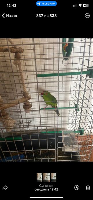 Продається велика клітка для папуги!