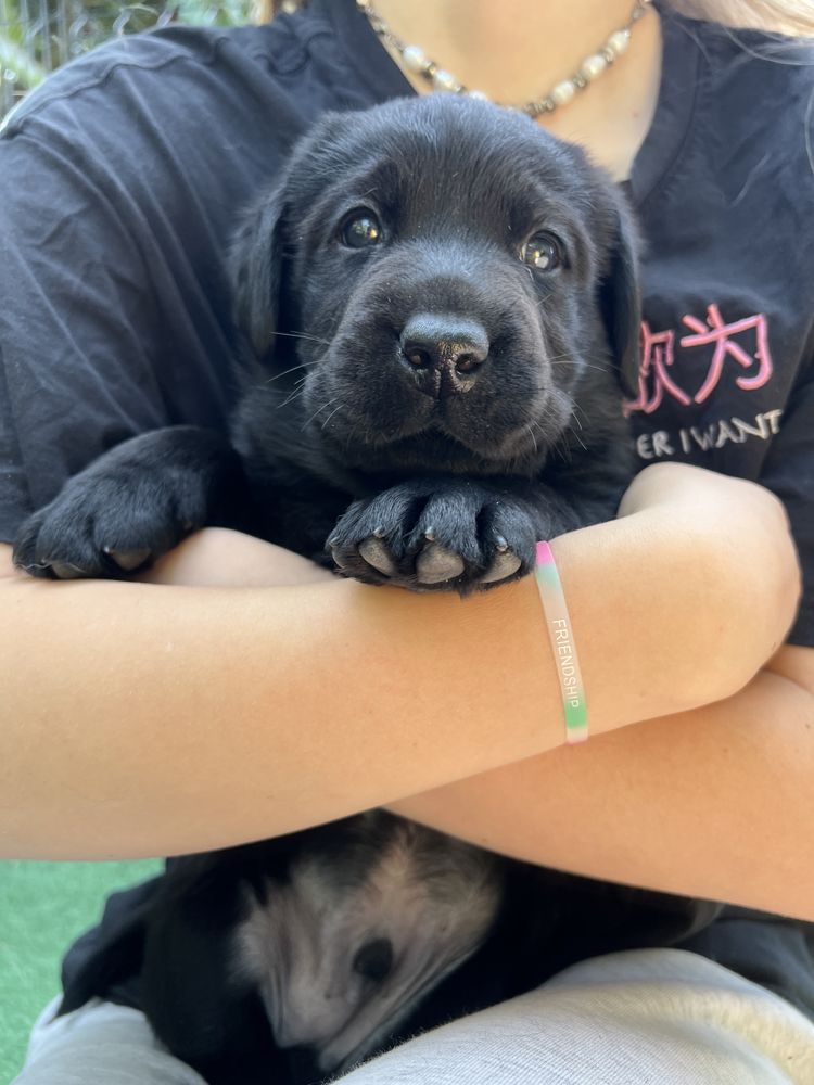 Labrador Retriever szczeniak ZKwP FCI