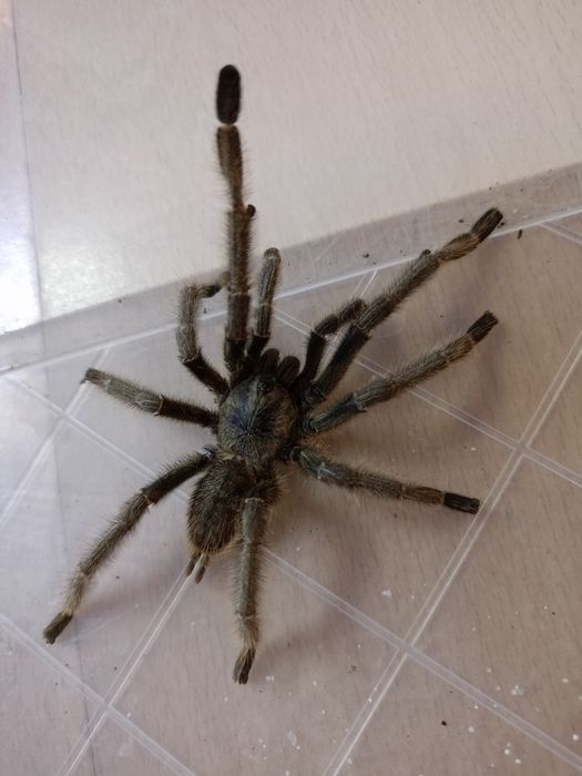 Cyriopagopus sp. hati hati dorosły samiec adult pająk ptasznik